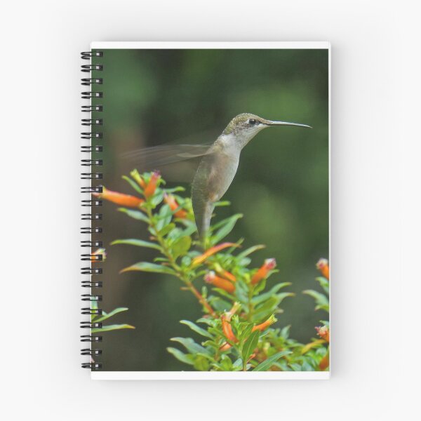 Item preview, Female Hummingbird designed and sold by Peggy Feigenbaum.