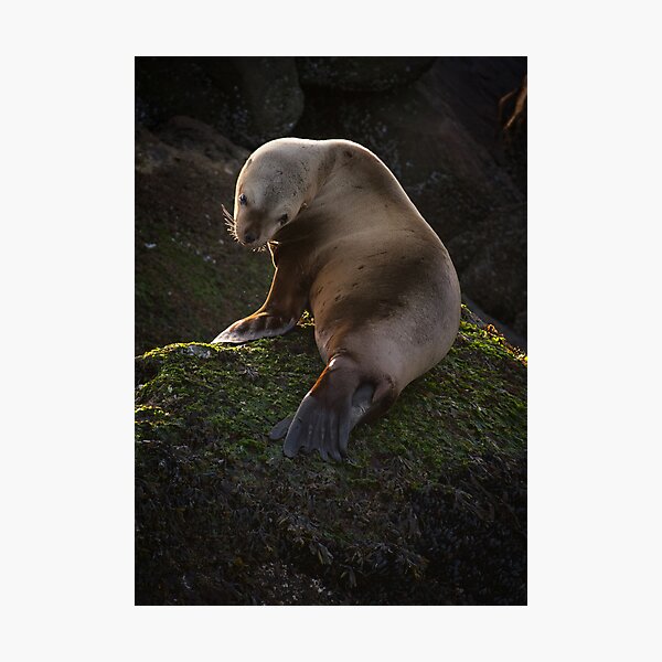 Juvenile Sea Lion on the Belle Chain Photographic Print