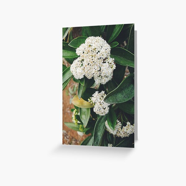 White Glory Greeting Card