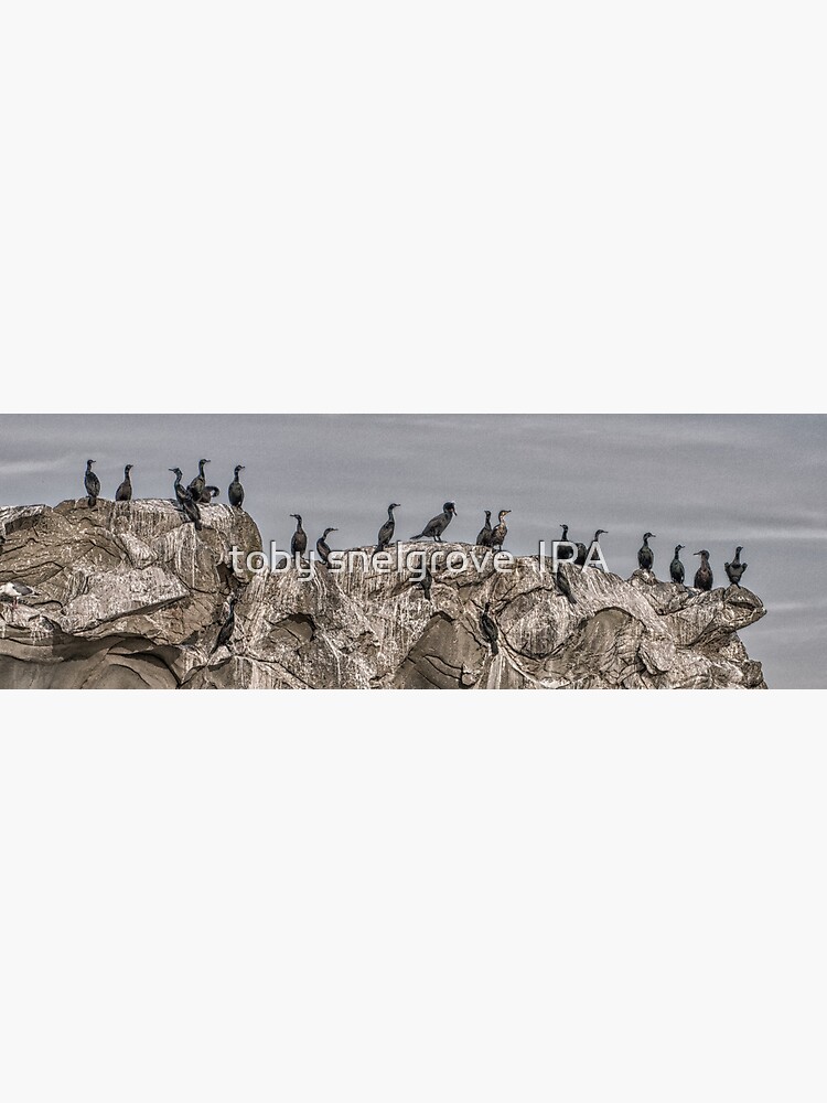 Cormorants on the Belle Chain. by tobysnelgrove
