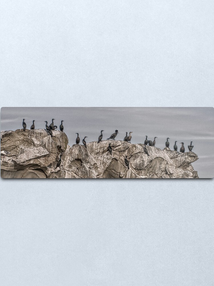 Alternate view of Cormorants on the Belle Chain. Metal Print