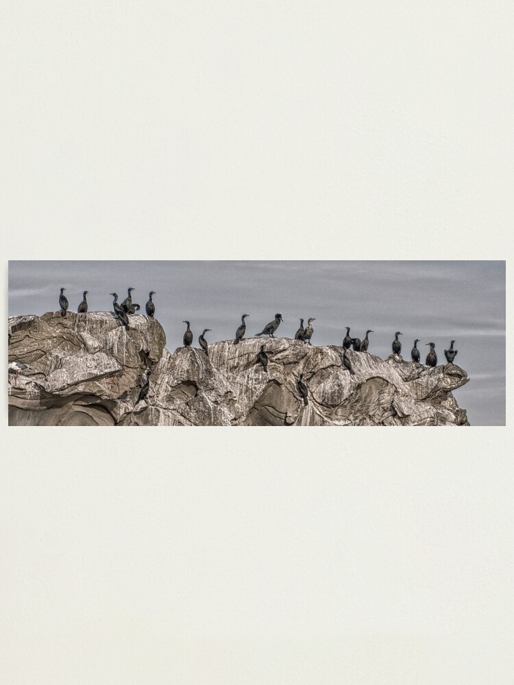 Alternate view of Cormorants on the Belle Chain. Photographic Print