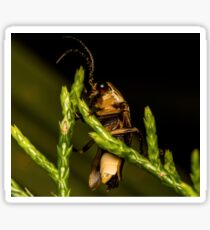Firefly (2) Sticker