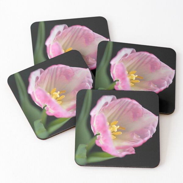 Item preview, She Opening Pink Soft White Tulip designed and sold by Joy Watson - Natural Light Photography .