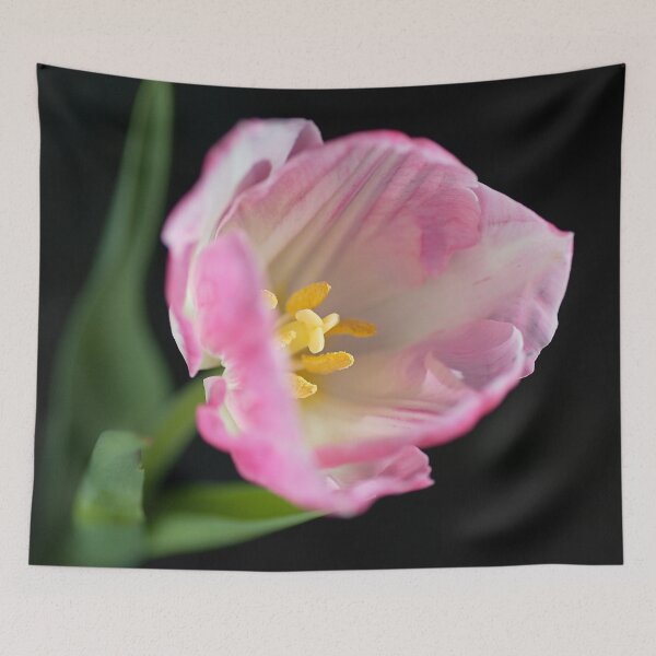 Item preview, She Opening Pink Soft White Tulip designed and sold by Joy Watson - Natural Light Photography .