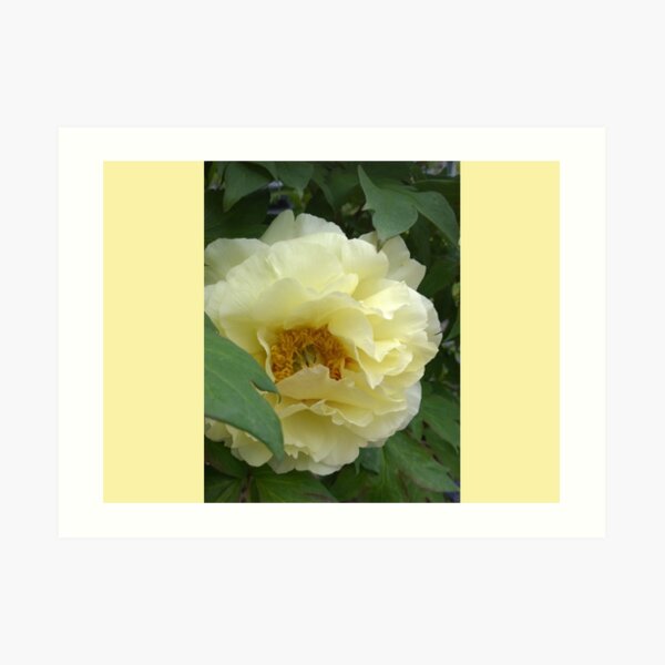 Treed Yellow Peony Art Print
