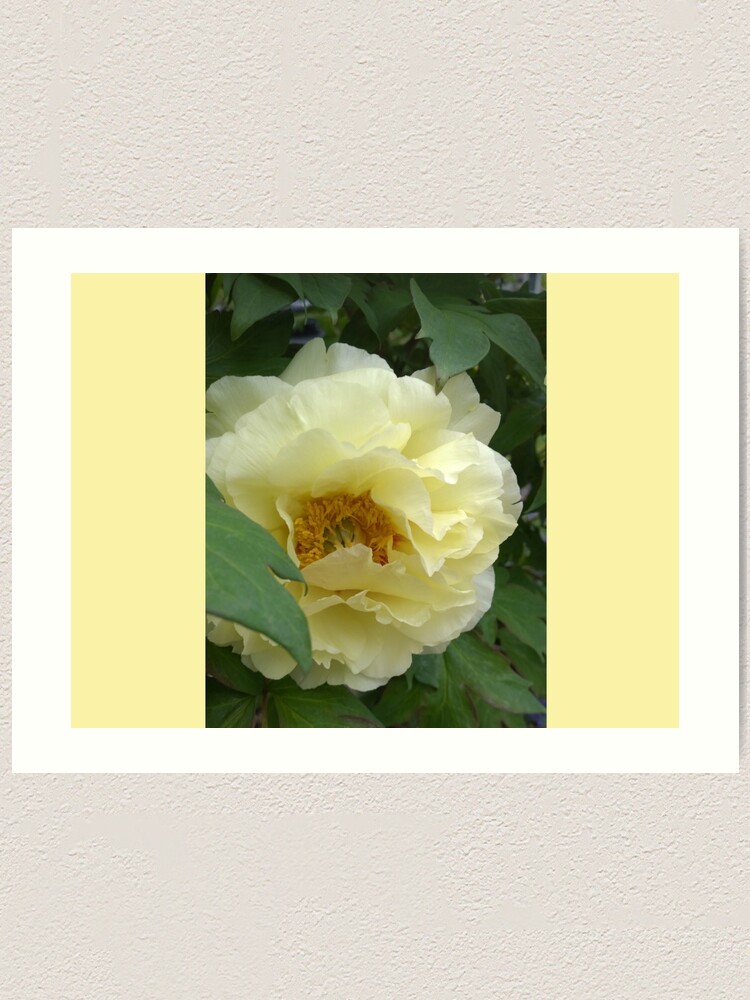 Alternate view of Treed Yellow Peony Art Print