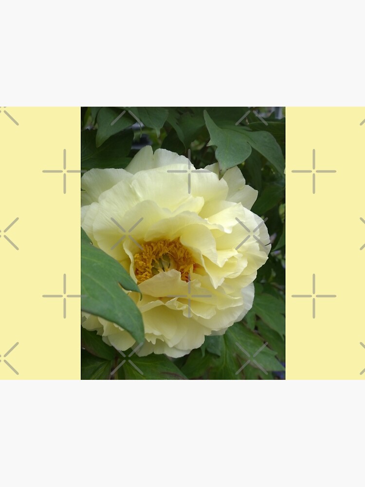 Treed Yellow Peony by Matlgirl