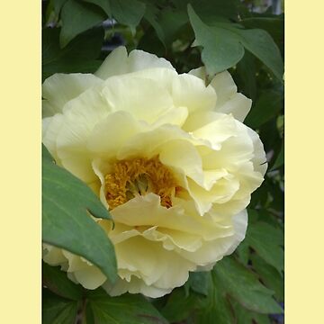 Artwork thumbnail, Treed Yellow Peony by Matlgirl