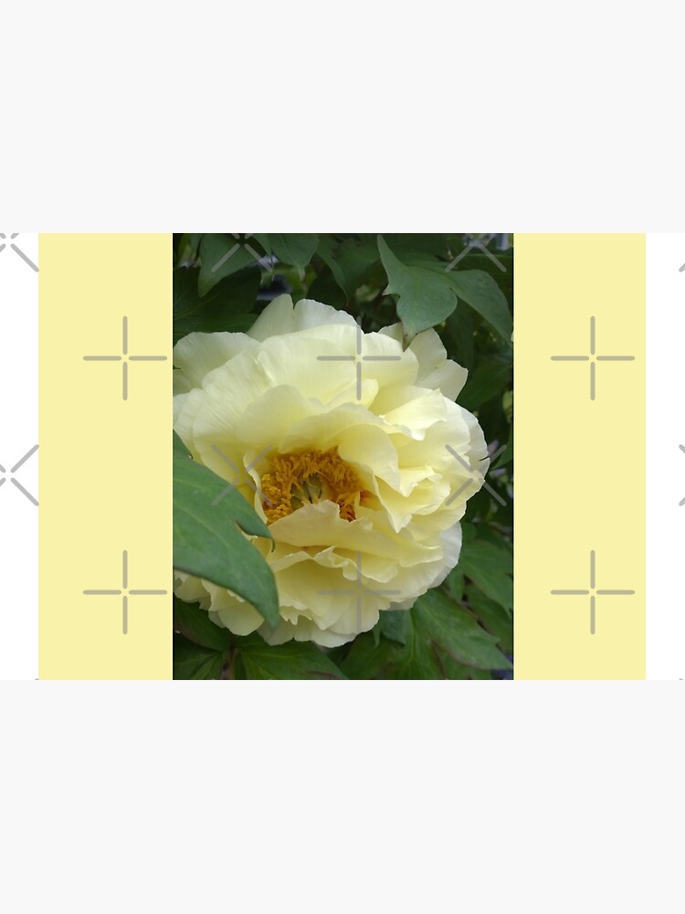 Treed Yellow Peony by Matlgirl