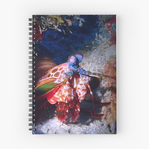 Item preview, Peacock Mantis Shrimp designed and sold by Philippineexpo.