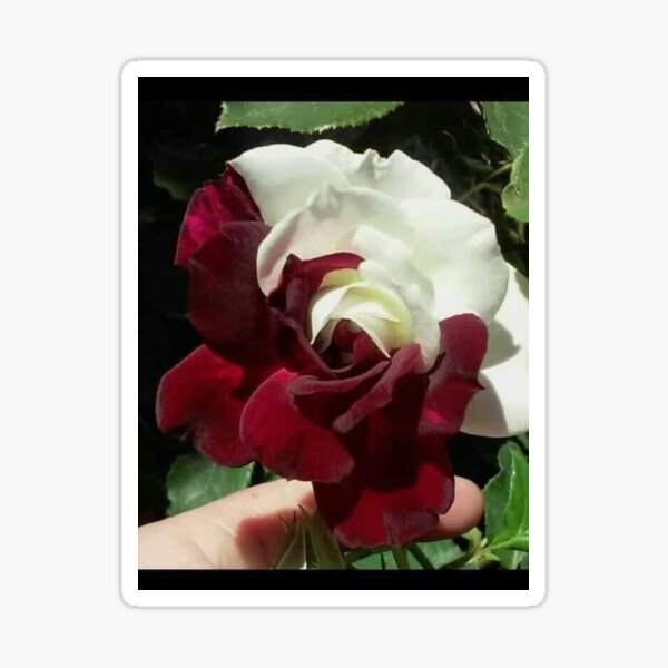 Item preview, Rose designed and sold by yenyencute27.