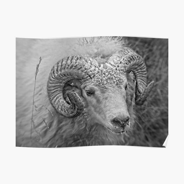 Icelandic RAM Poster