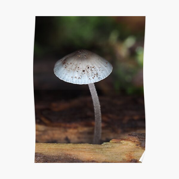 Tiny blue mushroom Poster