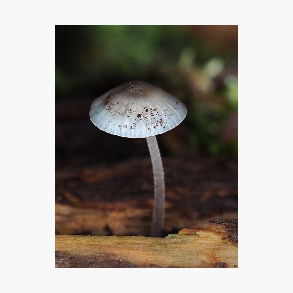 Tiny blue mushroom Photographic Print