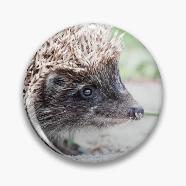 Item preview, young hedgehog designed and sold by Claraveritas.