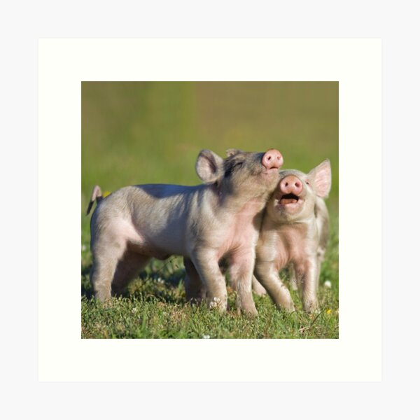 Two Cute Piglets Playing Art Print