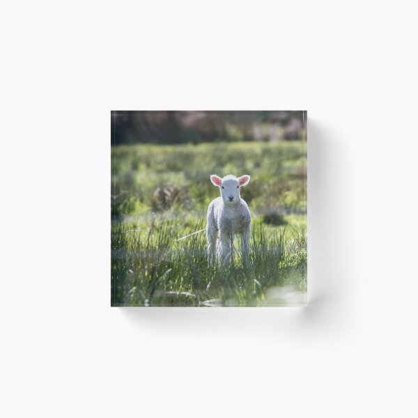 Item preview, Cute Baby Lamb Mask designed and sold by cgroenewald.
