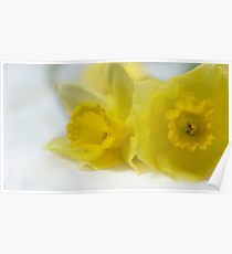Daffodils Poster