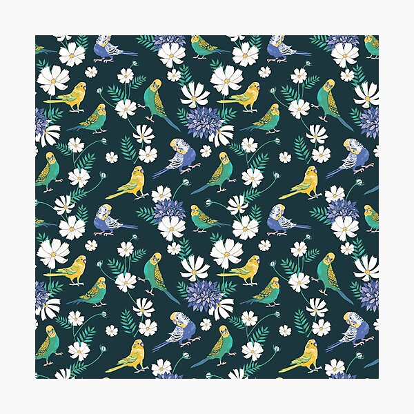 Budgies and Cosmos on dark green Photographic Print