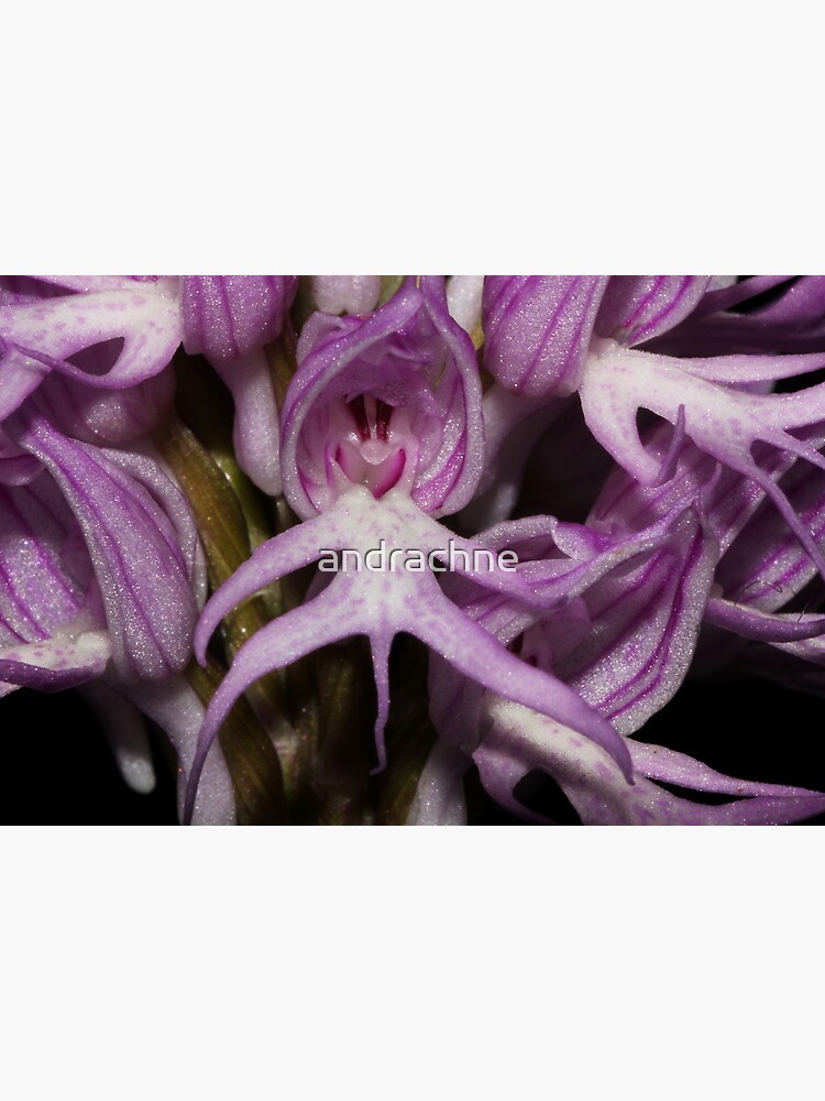 Orchis italica by andrachne