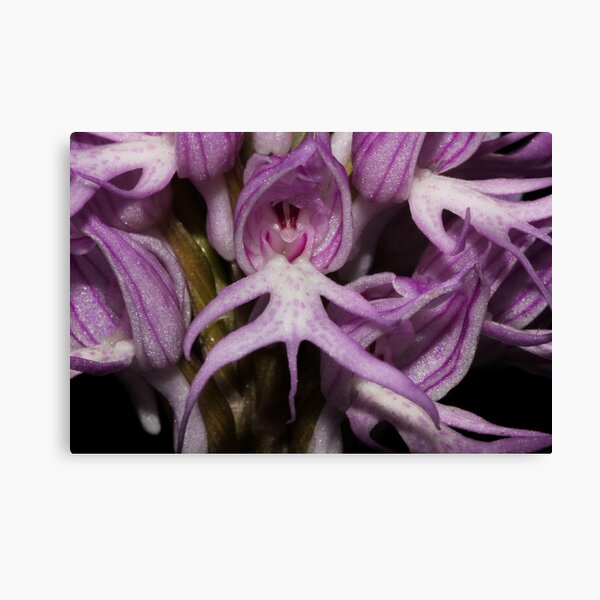 Orchis italica Canvas Print