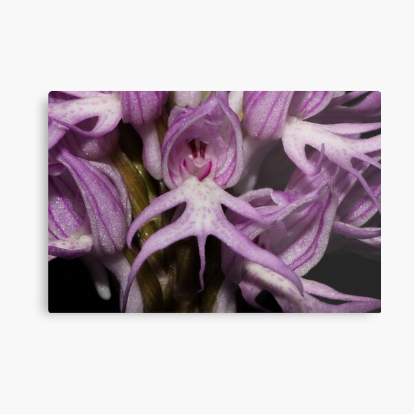 Orchis italica Metal Print