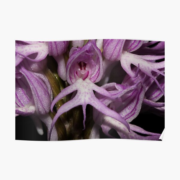 Orchis italica Poster