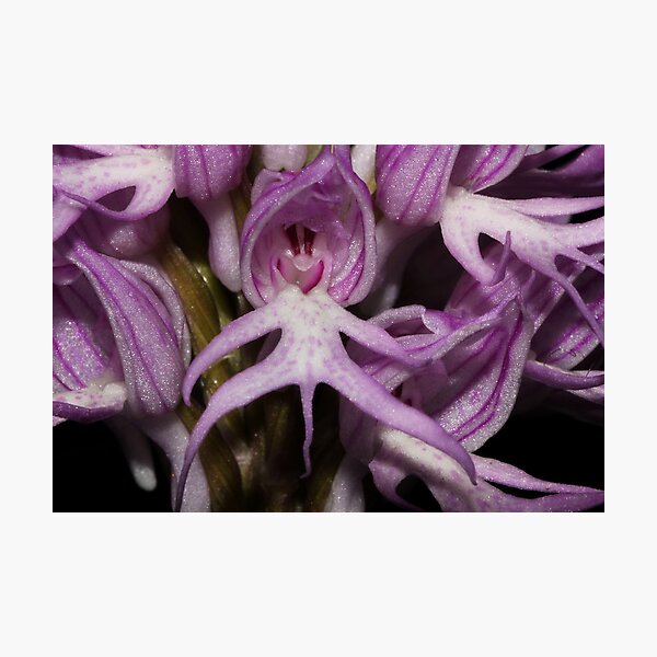 Orchis italica Photographic Print