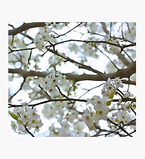 Blossoming Photographic Print