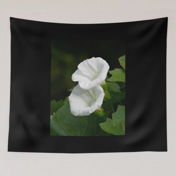 Item preview, Hedge Bindweed 1 designed and sold by Jouko Lehto Photography.