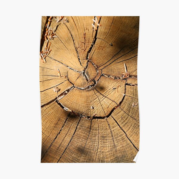 Tree heart texture, design wood photography Poster