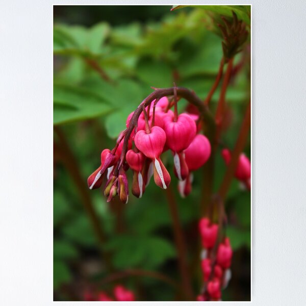 Item preview, Bleeding Heart designed and sold by karina5.