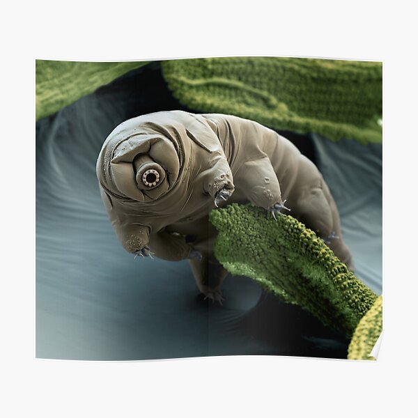 Water Bear or Tardigrade Under the Microscope Poster