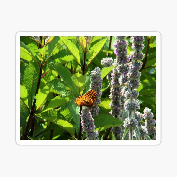 Butterfly and Beetle Sticker