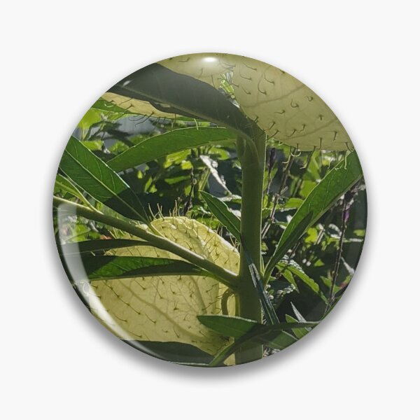 Item preview, Nailhead Balloonplant Swan Plant  designed and sold by Kaushal Pal.