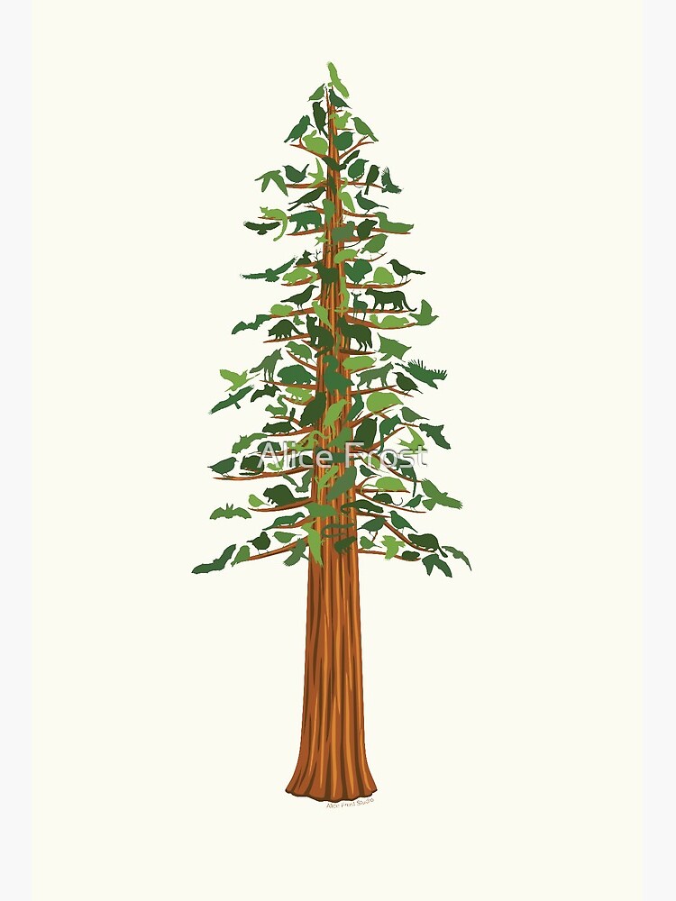 Spruce Redwood National and State Parks Coast redwood Drawing Tree, tree  transparent background PNG clipart | HiClipart