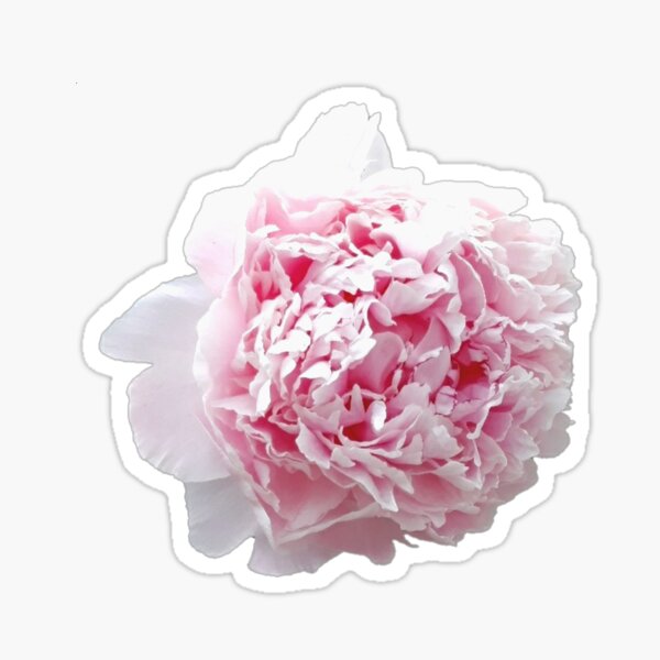 Pink Carnation Flower Pattern Black Background