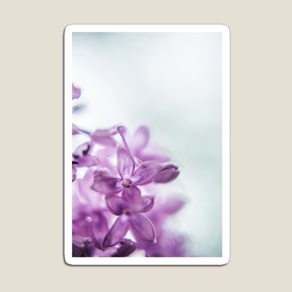 Wonderful lilacs Magnet