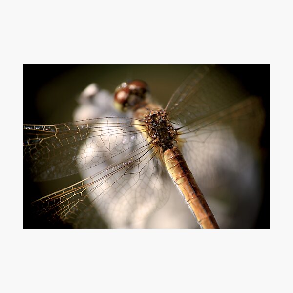 Dragonfly N°2 © PH. Max Facchinetti Photographic Print