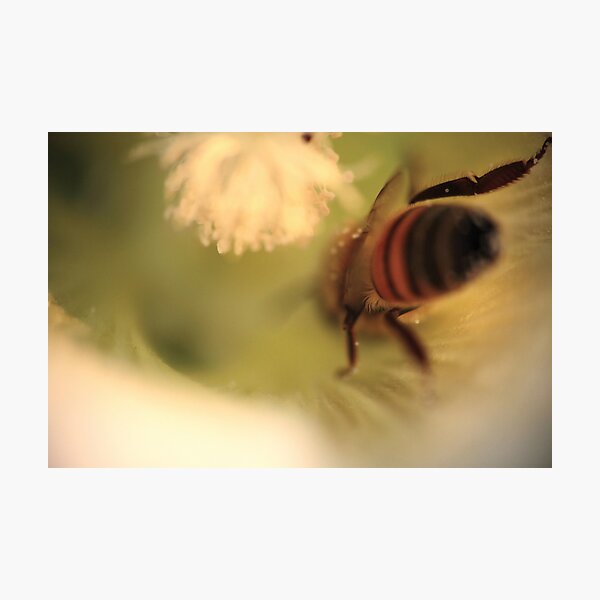 So close © PH. Max Facchinetti Photographic Print