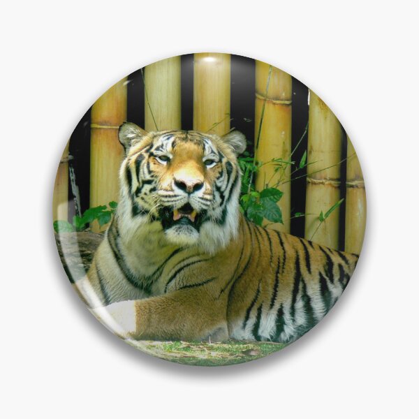 Item preview, Tiger at Busch Gardens, Tampa, FL designed and sold by Monika's Shop.
