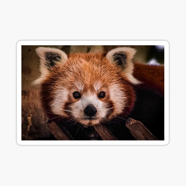 Panda Stickers Redbubble - red panda gang head quarters roblox