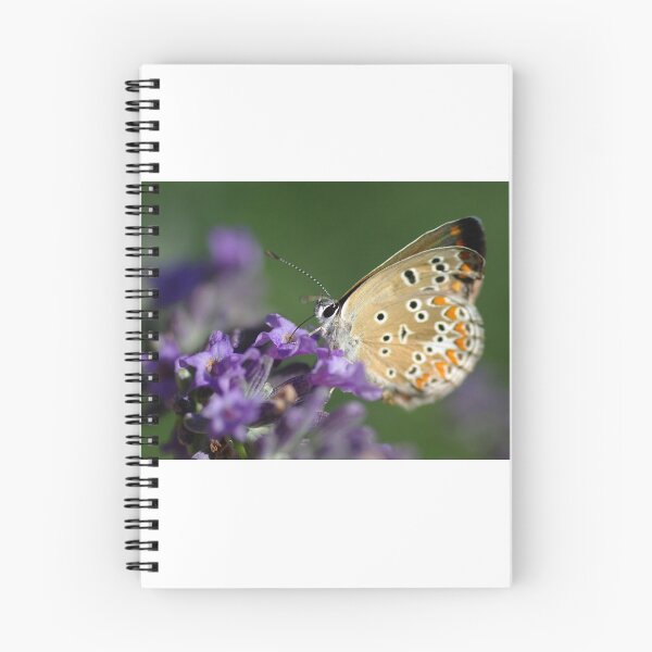 Item preview, Provencal butterfly designed and sold by Haliotis.
