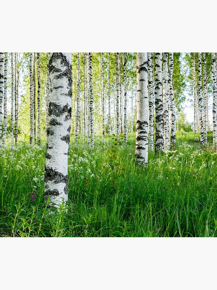 Disover Finnish birch forest in summer Shower Curtain