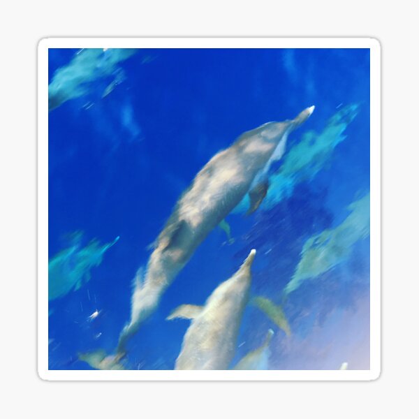 Caribbean Dolphin Pod Sticker