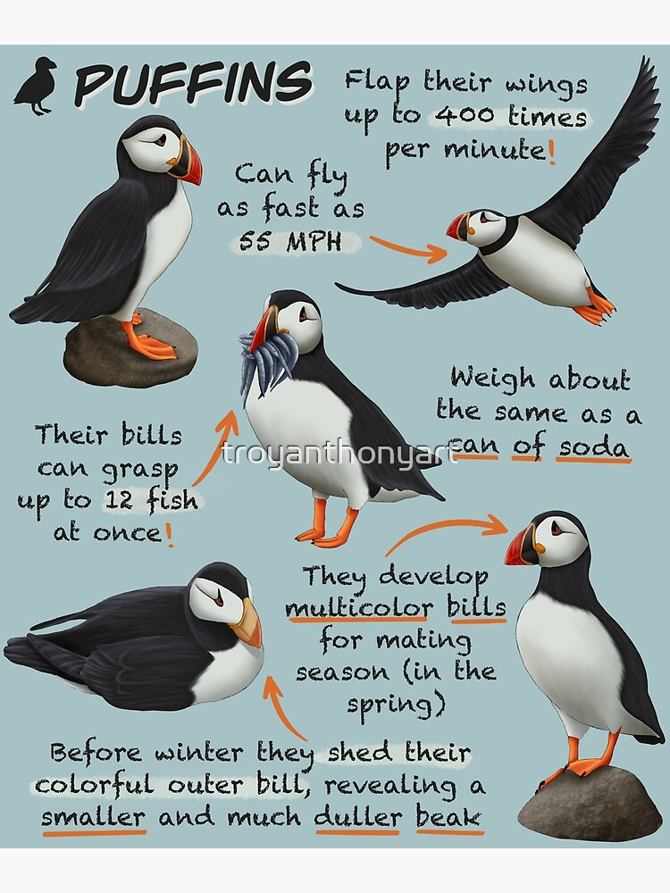 Fun Facts About Puffins for Kids - Owlcation