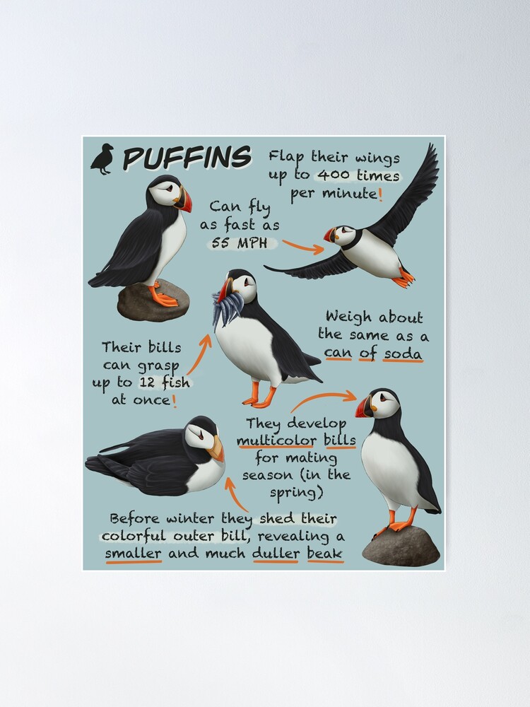 Fun Facts About Puffins for Kids - Owlcation