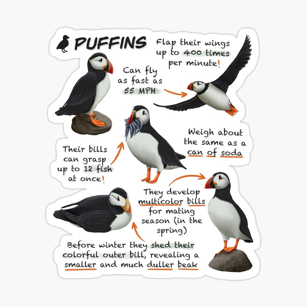 Fun Facts About Puffins for Kids - Owlcation