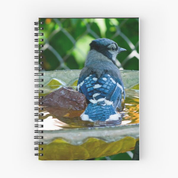 Artikelvorschau, Bluejay entworfen und verkauft von CanadianWild418.
